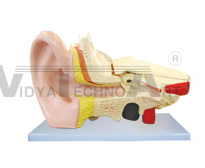 The dissection model of ear